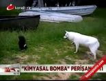 Kokarca köpeğe karşı