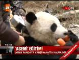 yavru panda - 'Acemi' eğitimi Videosu