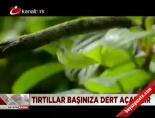 Ağaçlık alanlara dikkat!