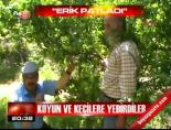 mersin - Koyun ve keçilere yedirdiler Videosu