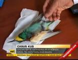 Casus kuş