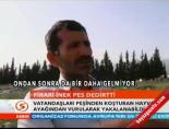 Firari inek pes dedirtti