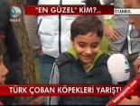 coban kopekleri - Türk Çoban Köpekleri Yarıştı Videosu