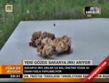 sakarya arisi - Yeni gözde 'Sakarya ırkı arılar' Videosu