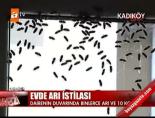 bal arisi - Evde arı istilası Videosu