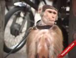 islamabad - Bu Maymun Bir Başka! Videosu