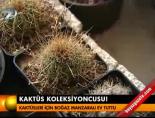 Kaktüs koleksiyoncusu!