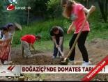 bogazici universitesi - Boğaziçi'nde domates tarlası! Videosu