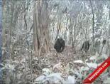 Bu Goril Türü İlk Kez Görüntülendi