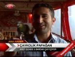 Çaykolik Papağan