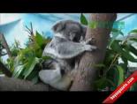 Bebek Koala Gözünü Açtı!