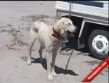 goreme - Köpek Yarışması Renkli Görüntüler Videosu