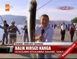 balik avi - Balık hırsızı karga Videosu