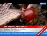 Dev Karınca Araştırması