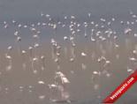 ercek golu - Flamingolardan Görsel Şölen Videosu