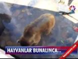 hayvanat bahcesi - Hayvanlar Bunalınca Videosu
