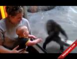 bebek - Bebek İle Şempanzenin Oyunu Videosu