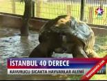 hayvanat bahcesi - İstanbul 40 derece Videosu