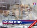 Köpekler Tatilde