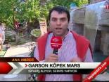 Garson Köpek Mars
