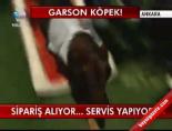 Garson Köpek!
