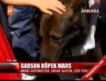 Garson köpek iş başında