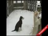 Köpeklerin Yemek Dansı
