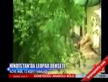 hayvan - İşte Leopar Saldırısı Videosu
