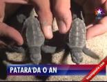 patara plaji - Patara'da o an Videosu