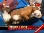yavru kopek - 1 poşette 5 köpek! Videosu