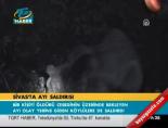 Sivas'ta ayı saldırısı online video izle