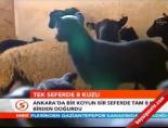 Tek seferde 8 kuzu