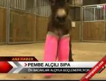 Pembe alçılı sıpa