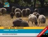 hayvancilik - Patronlar çiftçi oldu Videosu