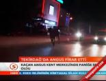 angus - Tekirdağ'da angus firar etti Videosu