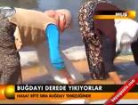Buğdayı derede yıkıyorlar