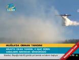 Muğla'da orman yangını