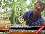Dev salatalık