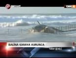 balina - Balina Karaya Vurunca Videosu