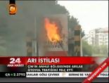 Arı İstilası
