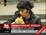 Komisyonluk kediler