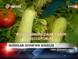 buzdolabi - Buzdolabı Sevmeyen Sebzeler   Videosu
