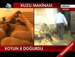 Koyun 8 doğurdu