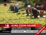 Kuru üzüm hasadı
