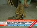 hayvanat bahcesi - Hayvanat bahçesinin maskotu oldu Videosu
