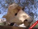 narlikuyu - Hayvan Kafasına Benzeyen Taş Görenleri Şaşırttı Videosu