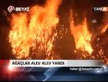 bursa inegol - Ağaçlar alev alev yandı Videosu
