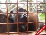 Gorilin kırkayak gözlemi