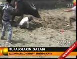 Bufaloların gazabı