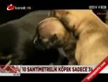 Parmak köpek 'Mini' online video izle